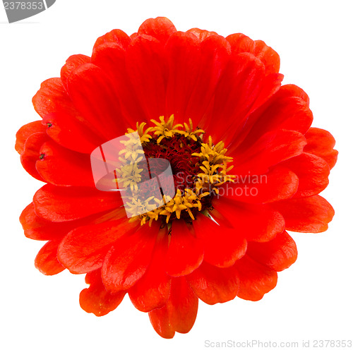 Image of orange zinnia violacea flower isolated white 