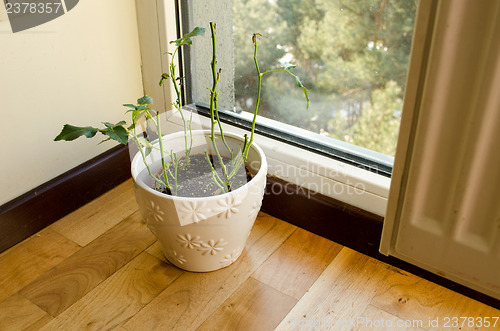 Image of ceramic white ornamented pot rose plant 