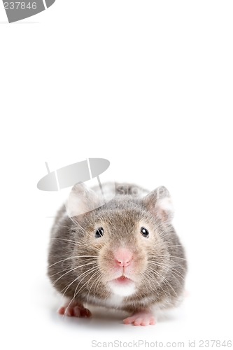 Image of hamster close up