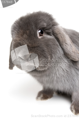 Image of rabbit on white