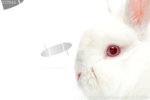 Image of rabbit
