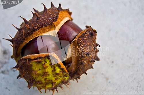 Image of Chestnut