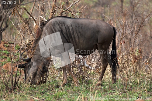 Image of blue wildebeest