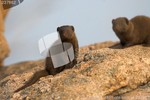 Image of dwarf mongoose