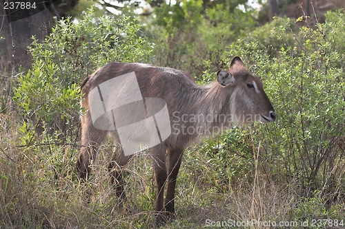 Image of waterbuck