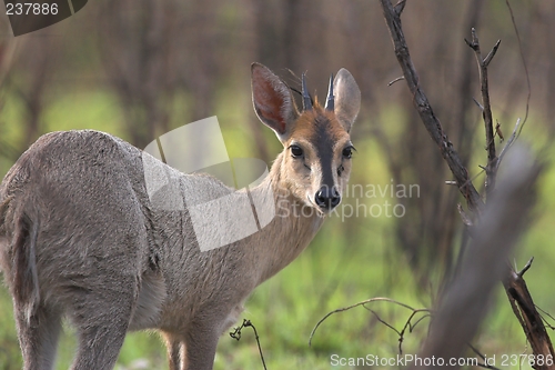 Image of grey duiker