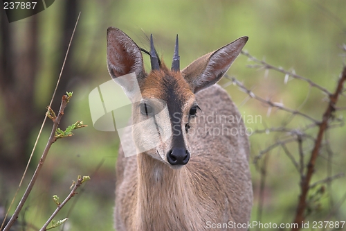 Image of male gray duiker