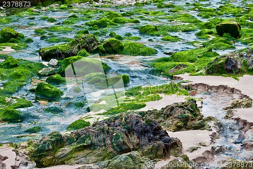 Image of Fresh algae
