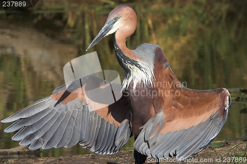 Image of goliath heron