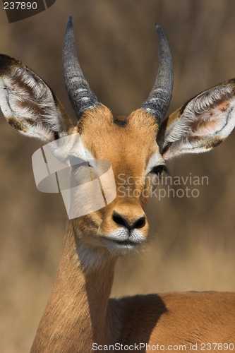 Image of impala male close-up