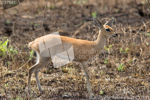 Image of steenbok