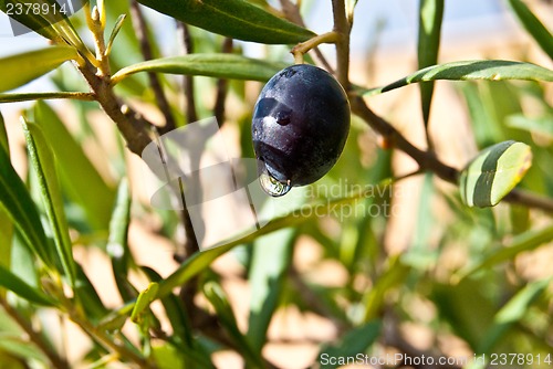 Image of Olive Tree