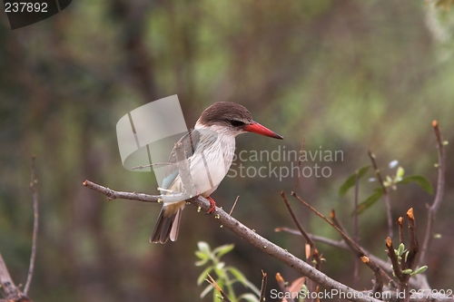 Image of Kingfisher