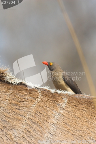 Image of red billed oxpecker