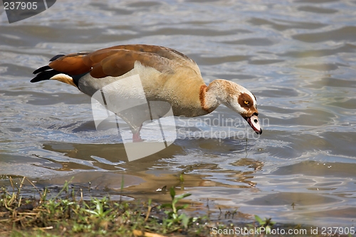 Image of fishing