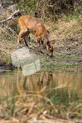 Image of buck drinking