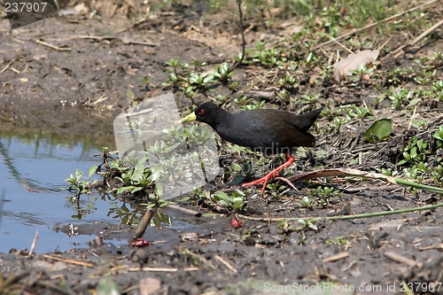 Image of black crake