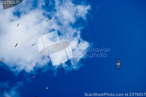 Image of Seagulls