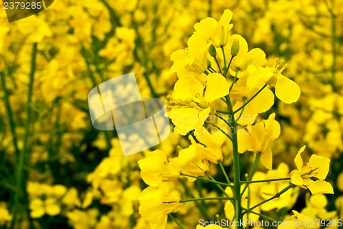 Image of Rape field