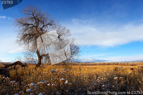 Image of fields of gold