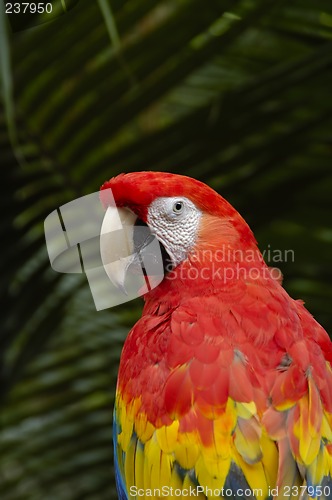 Image of A Macaw