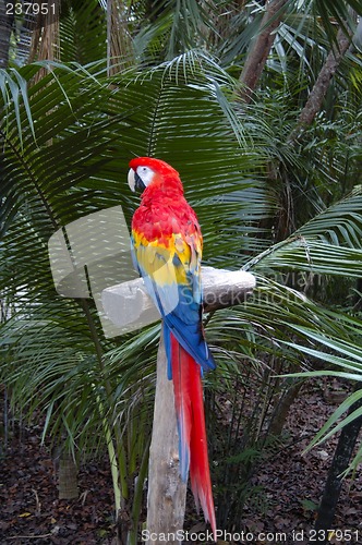 Image of A Macaw