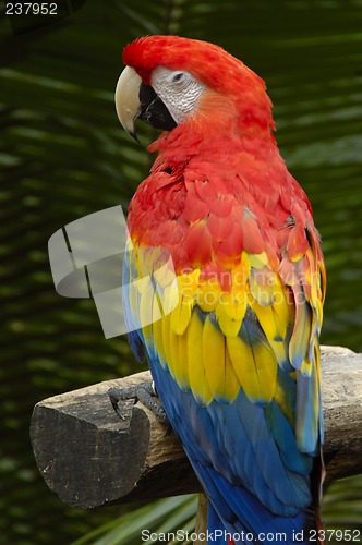 Image of A Macaw