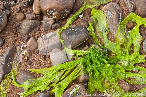 Image of Fresh algae