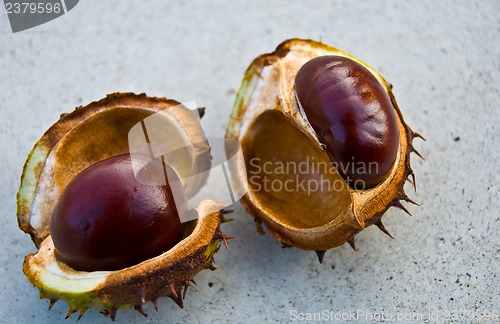 Image of Chestnut