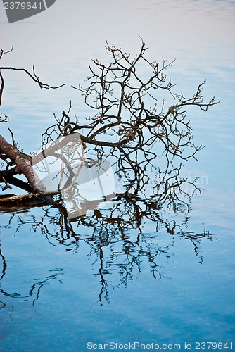 Image of Tree reflection