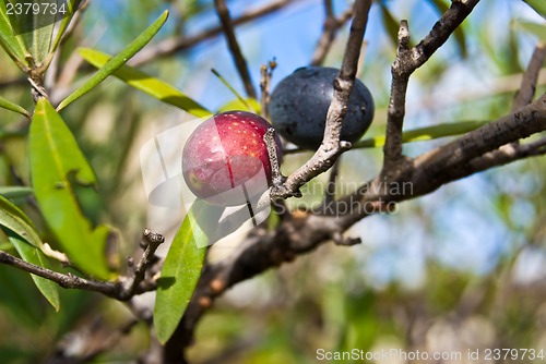 Image of Olive Tree