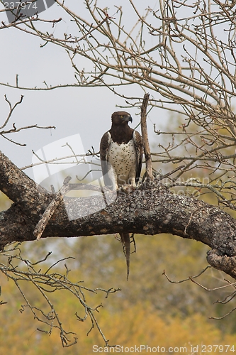 Image of martial eagle