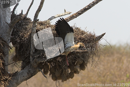 Image of egyptian goose in flight