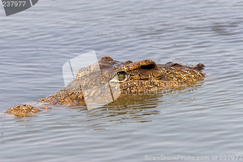 Image of floating crocodile