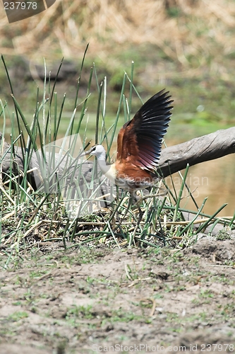 Image of flying bird