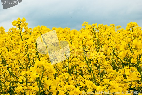 Image of Rape field