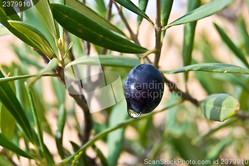 Image of Olive Tree