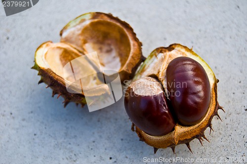 Image of Chestnut