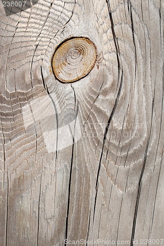 Image of Silver-gray knotty wood texture