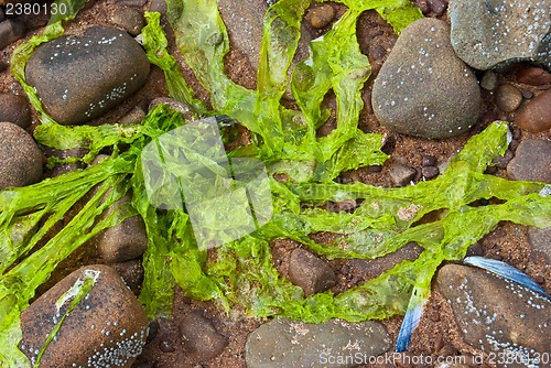 Image of Fresh algae