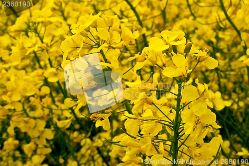 Image of Rape field