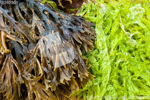 Image of Fresh algae