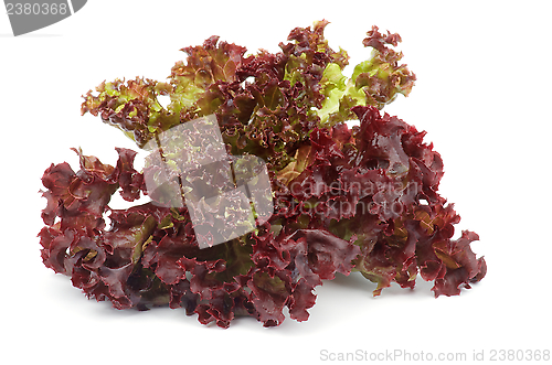 Image of Lollo Rosso Lettuce