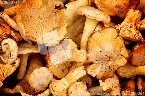 Image of Golden Chanterelles Background