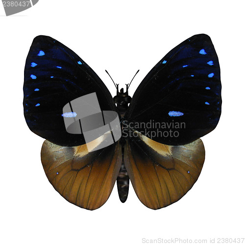 Image of Queen Cracker Butterfly