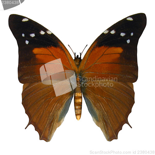 Image of Russet Flipper Butterfly