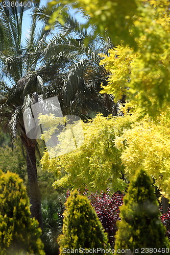 Image of Spectacular display of yellow foliage