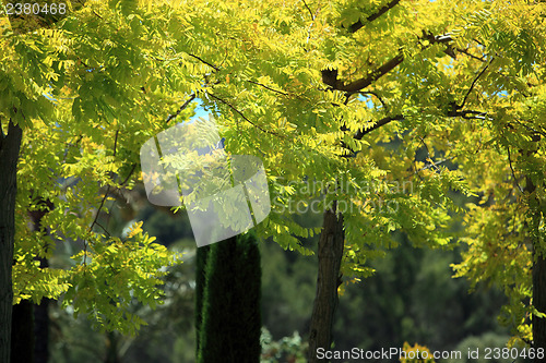 Image of Leafy trees with yellow foliage