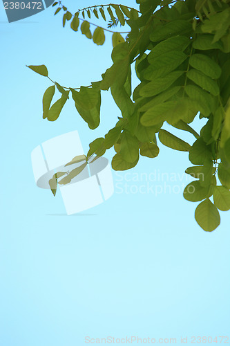 Image of Green leaves against a blue sky