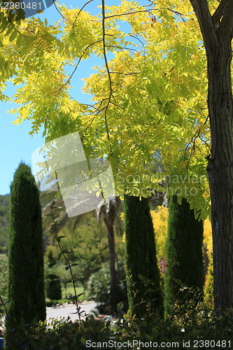 Image of Beautiful yellow foliage on a tree